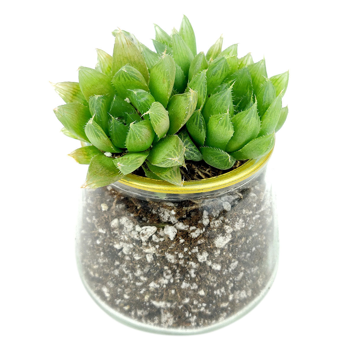 clear glass succulent planter Clear Gold Rim Pot | Succulent Pot for sale | Succulent Accessories