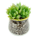 Pot for sale, Mini pot for succulent, Succulent pot decor ideas, 3 Pack Gold Rim Pots, Flower pot for sale, glass pots for planting, succulent gift for holiday