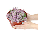 Callisia Repens &#39;Pink Lady&#39; Plant, Turle Vine, Bolivian Jew, Succulents for sale, Best Indoor Plant, Creeping Basketplant, Succulent gift ideas, Succulent home decor, Pink panther succulent for sale, colorful succulent plant for home and office decor