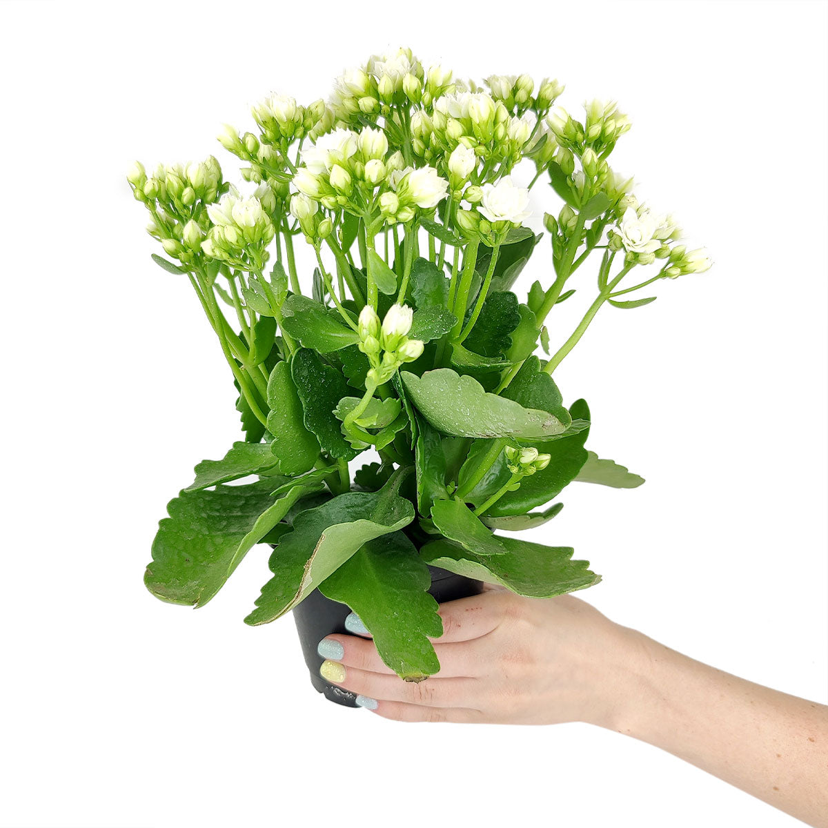 green succulent with white flowers Kalanchoe blossfeldiana 'Calandiva White'