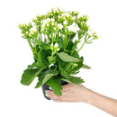 kalanchoe care, calandiva white for sale, calandiva near me, kalachoe calandiva near me, succulents, best succulent gift, best indoor plants, types of houseplants, low light houseplants, easy to grow