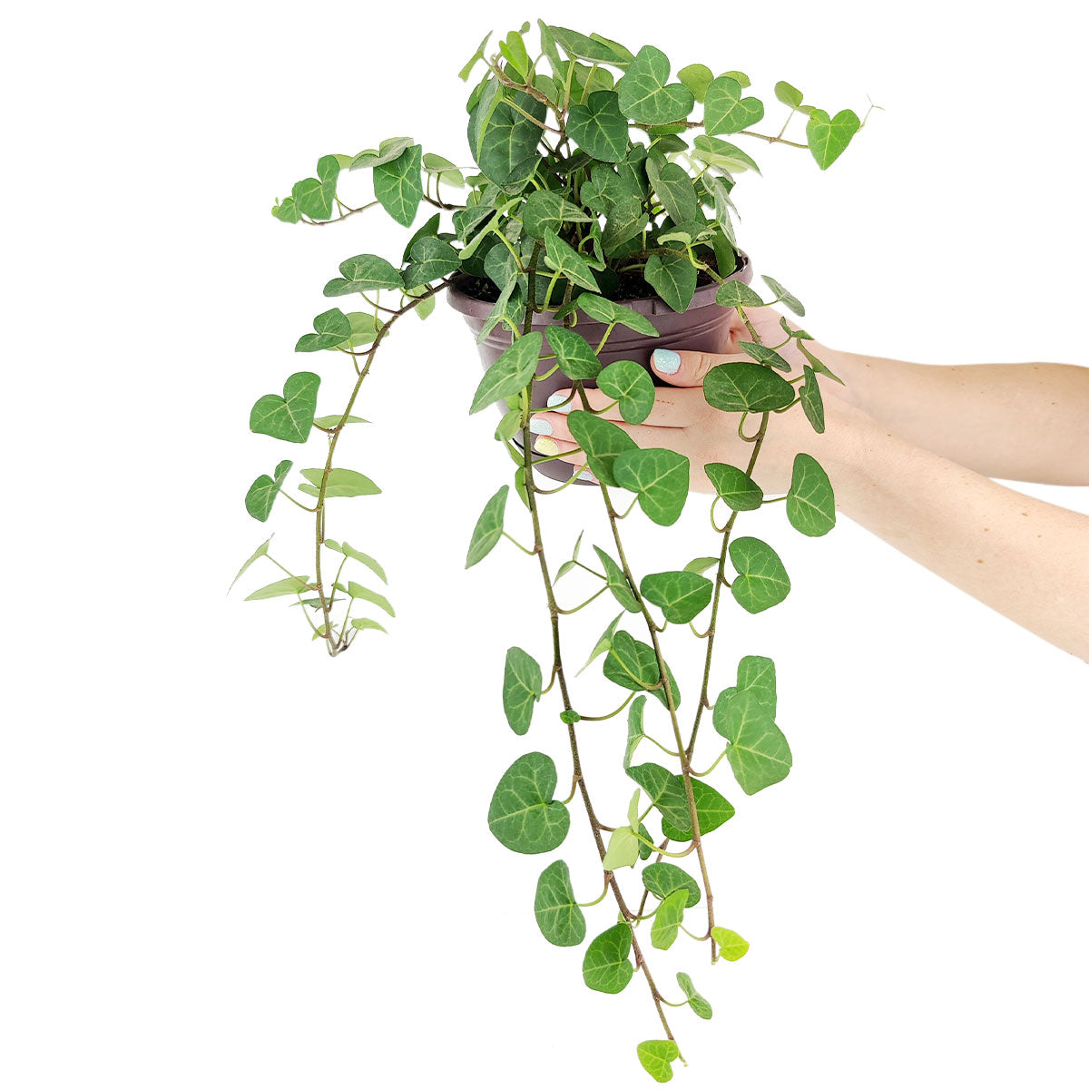 succulent that looks like ivy Sweetheart Ivy Plant | Best Trailing Houseplants to Grow