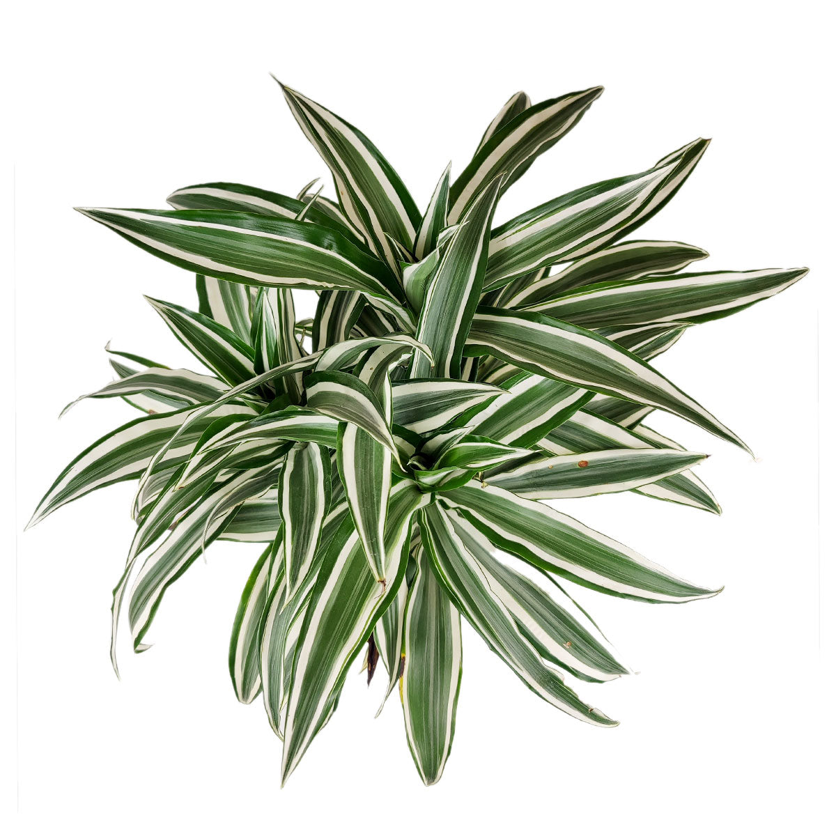 how to care for Dracaena Warneckii, Dracaena deremensis for sale, best houseplant for low light rooms, easy plant for beginners, houseplant gift ideas