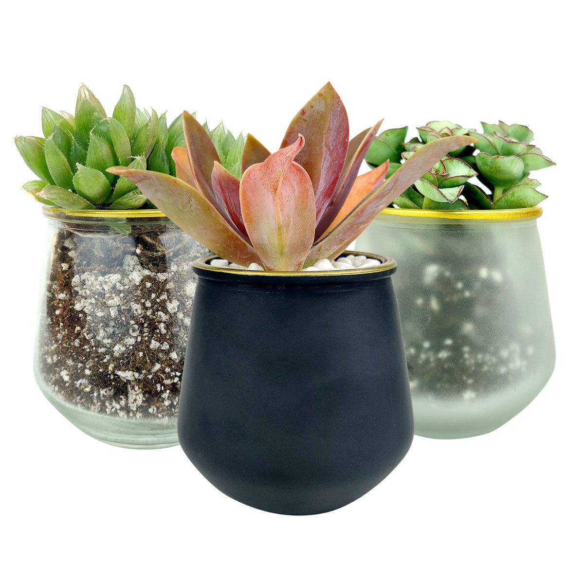 frosted glass plant pot Frosted Gold Rim Pot | Succulent Pot for sale | Succulent Accessories