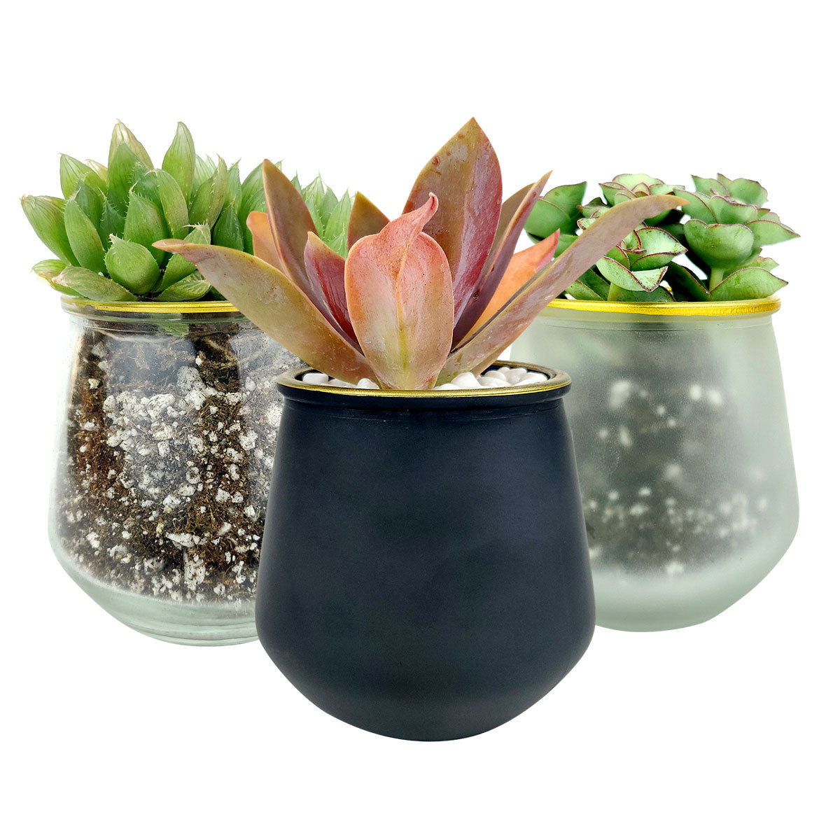 Pot for sale, Mini pot for succulent, Succulent pot decor ideas, 3 Pack Gold Rim Pots, Flower pot for sale, glass pots for planting, succulent gift for holiday