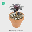 Tip and Advice for Aeonium Black Rose, succulents garden, Rare succulents, succulent subscription, Succulents shop near me, cactus, monthly succulents, succulent care tips, indoor succulents, Aeonium Black Rose in California, How to grow Aeonium Black Rose, dark-colored succulent plants