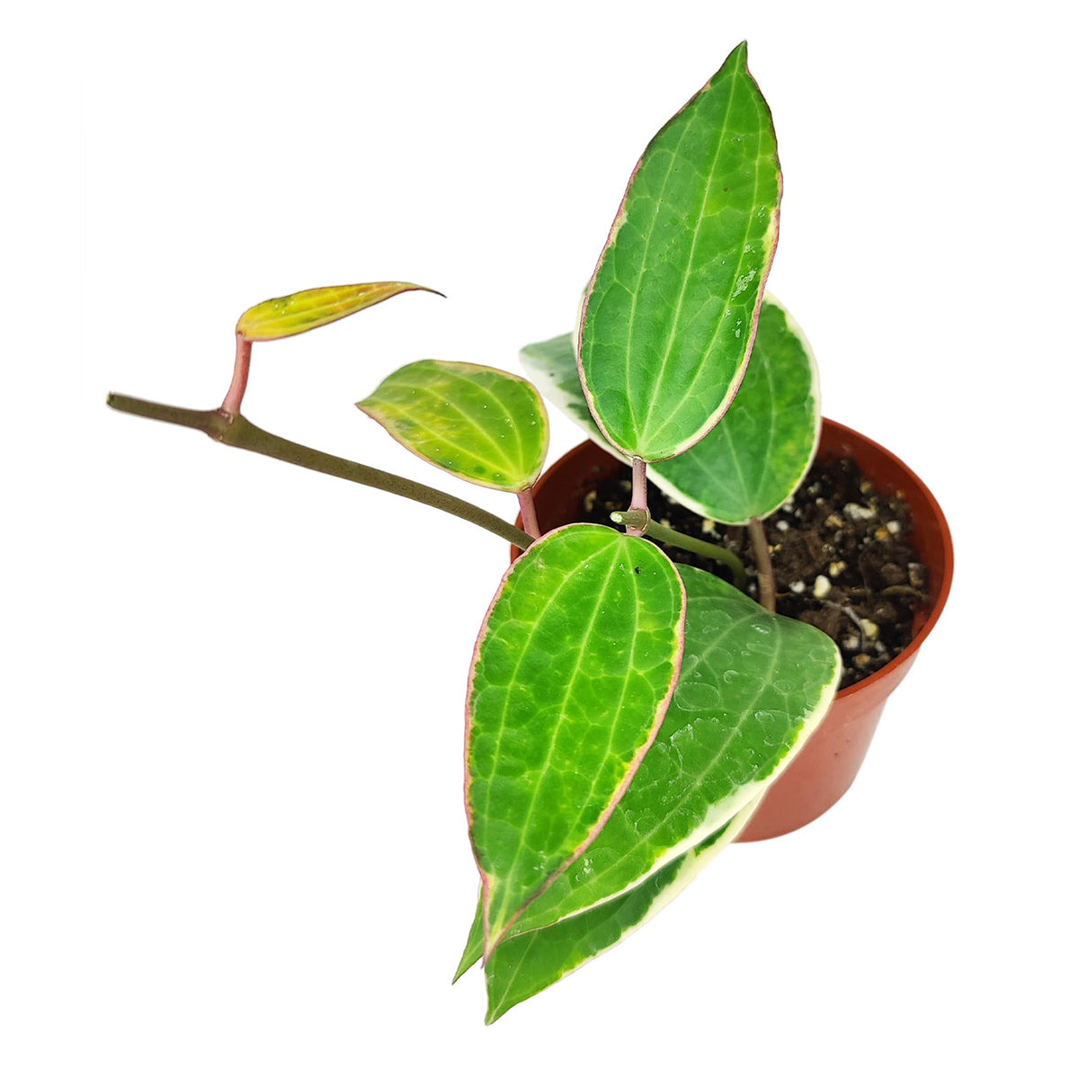 Hoya Macrophylla, rare Hoya, flowering houseplant, waxy plant, trailing plant for hanging baskets, large foliage Hoya, easy care houseplant for beginners