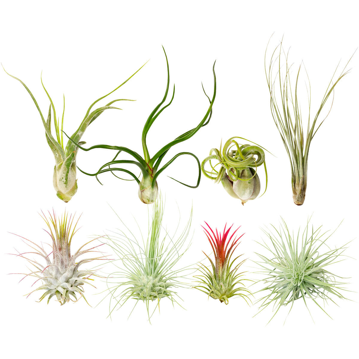 Air Plant Randomly Picked, How to care for Tillandsia air plant, Types of air plants for sale