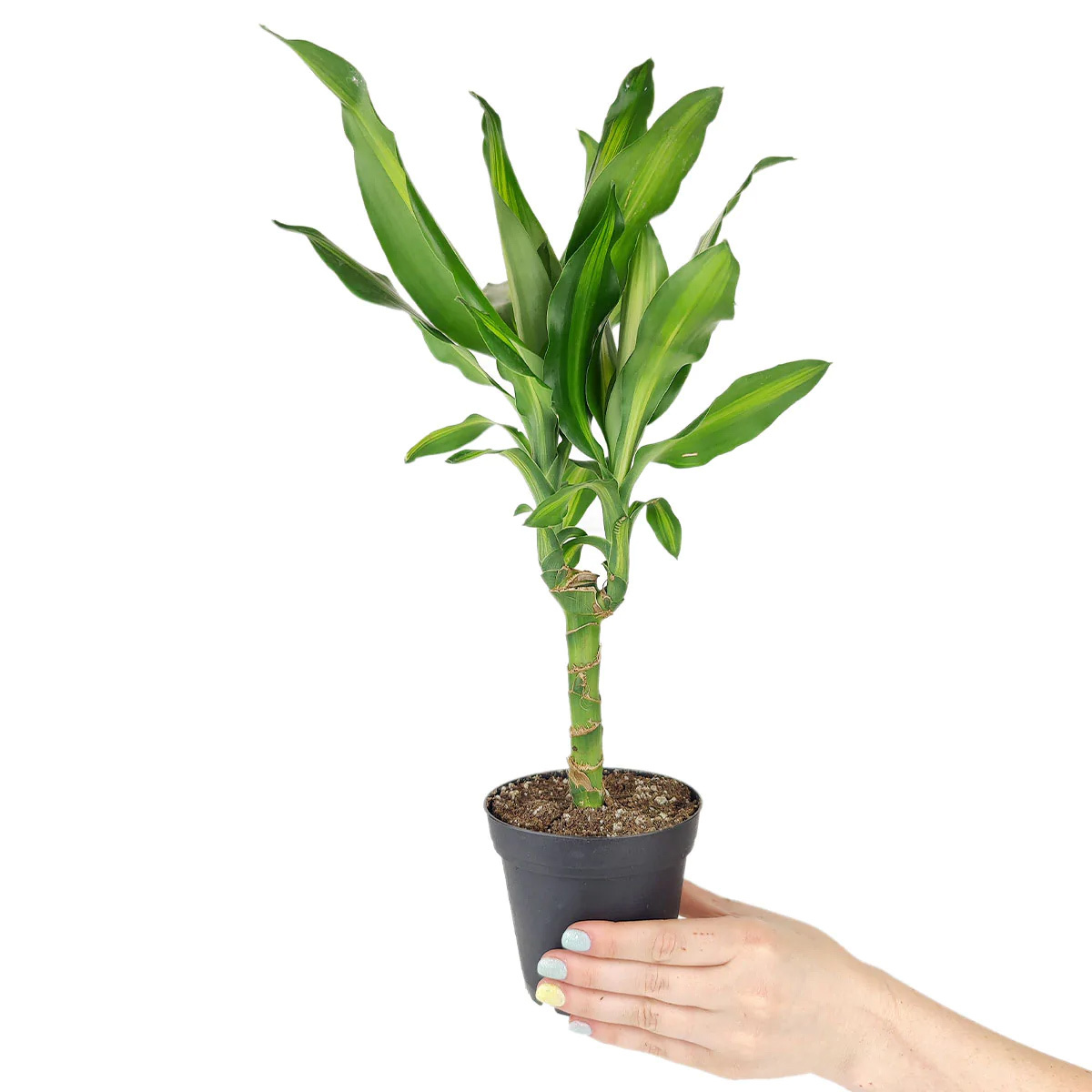Dracaena Cintho for sale, how to care for Cintho plant, easy to care for houseplant for homes and offices