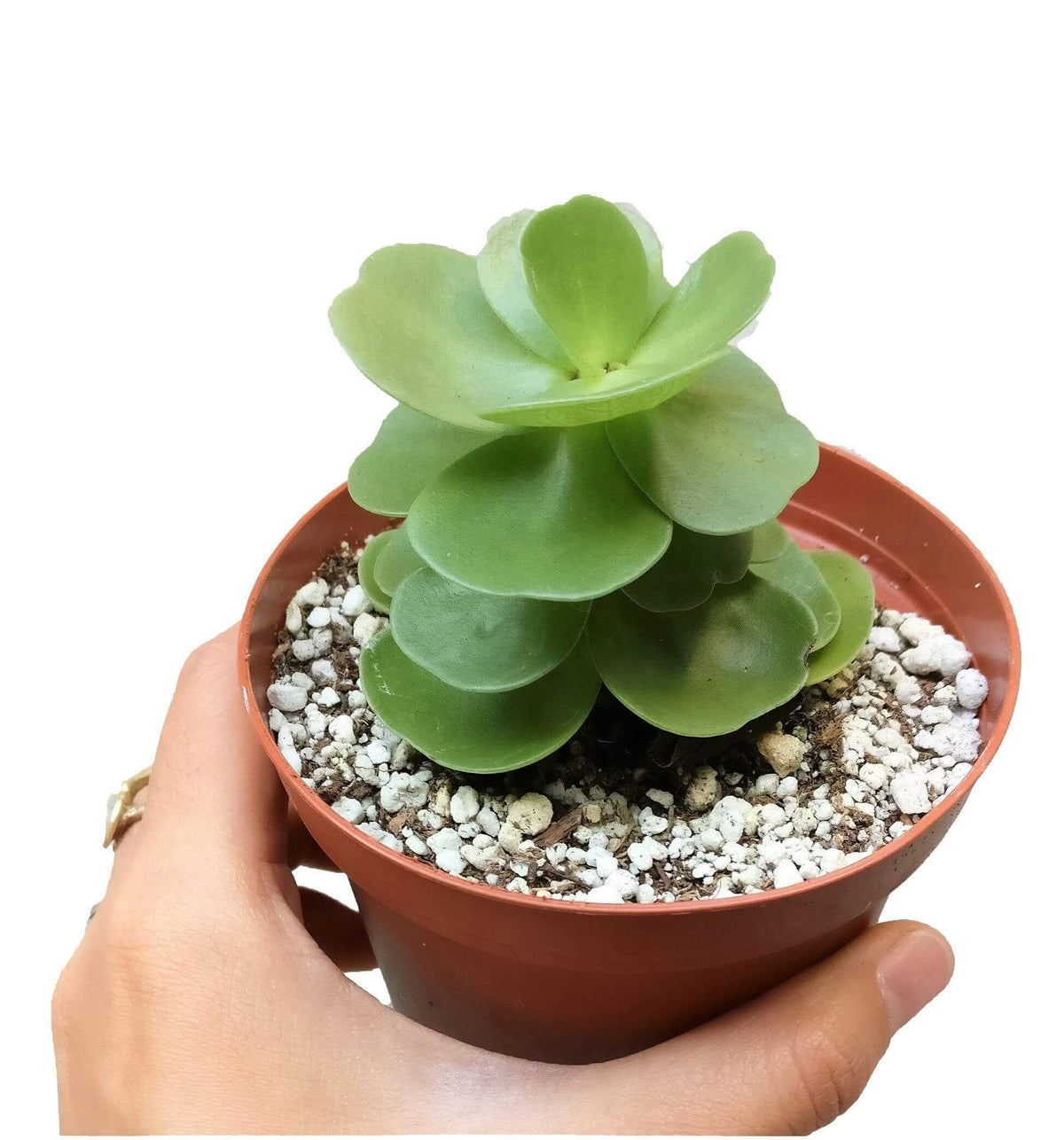 molokini portulaca, green succulent, indoor succulents, Succulents, succulent subscription, succulent care guide, succulents shop in California, succulents store in CA, succulent care tips, how to grow succulents, molokini portulaca in California, How to grow molokini portulaca, rare succulents, rare succulents for sale, unique succulents, buy succulents online, rare succulent, succulent shop, unusual succulents, succulent store, succulents online