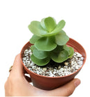 portulaca molokiniensis, &#39;ihi, succulent care, succulent subscription, cactus, Succulents shop near me, how to grow succulents, Rare succulents, indoor succulents, Succulents, portulaca molokiniensis in California, How to grow portulaca molokiniensis, rare succulents, rare succulents for sale, unique succulents, buy succulents online, rare succulent, succulent shop, unusual succulents, succulent store, succulents online