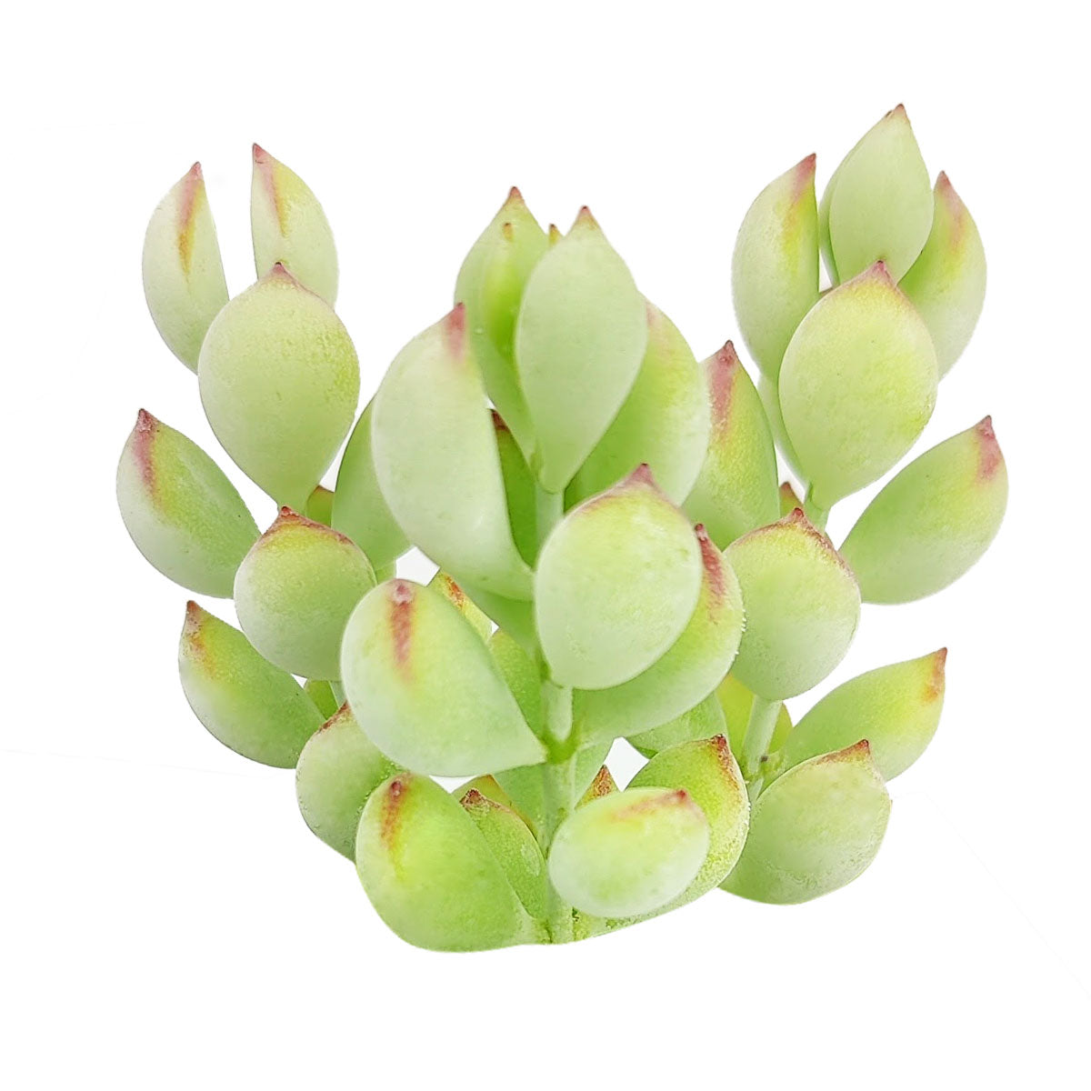 cotyledon pendens succulent care Cotyledon Pendens | Succulents Gift Guide & Care | Home Decoration