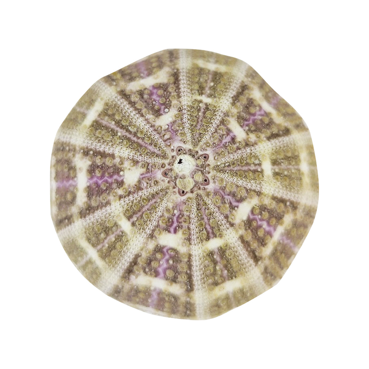 Sea Urchin Shell Air Plant Holder