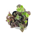 Calico kitten crassula for sale, Rare succulents, crassula varieties, succulent gift ideas, houseplant for home and office, easy to grow indoor succulent