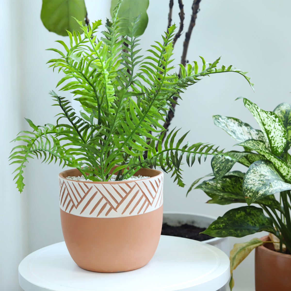 large succulent pots for sale 5.5 inch Clay-White Color Modern Pot for Sale - Terracotta Pot for Succulents