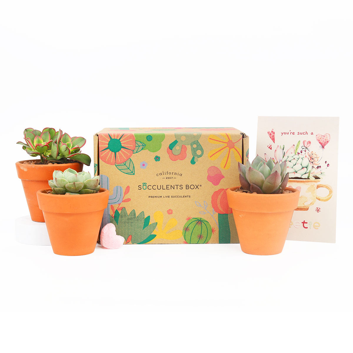 Subscription Box with Care Instruction, Succulent Subscription Box, Succulents for Sale, Types of Succulents, Succulents Shop in California, Succulents and Cactus Plants, Succulent Gift Box Monthly