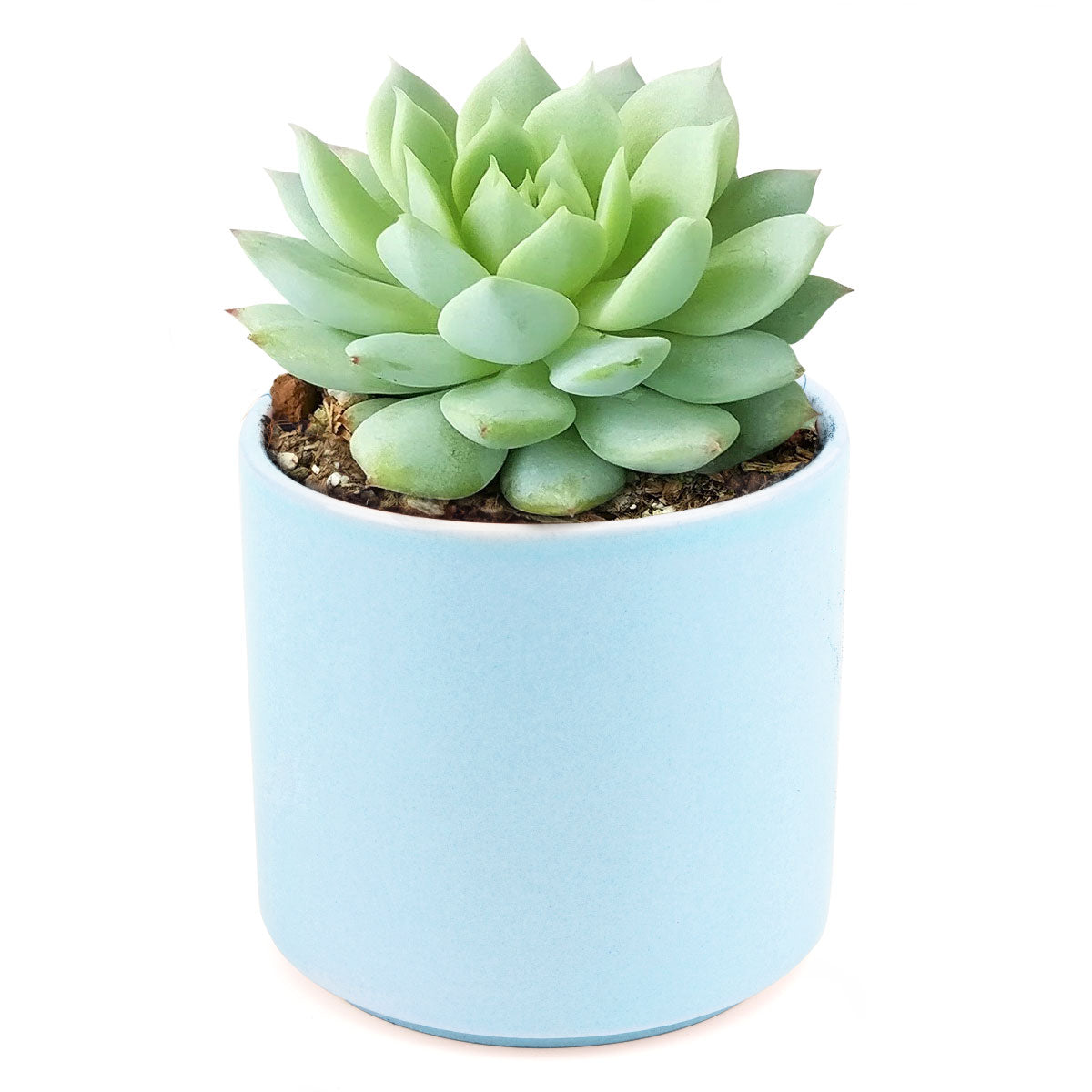 Echeveria Painted Lady