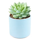 Echeveria Painted Lady