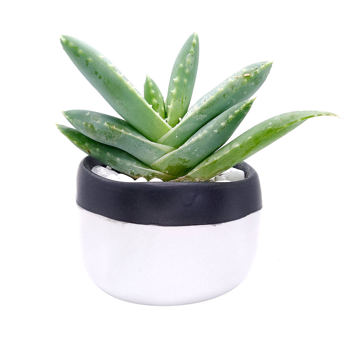 Bi-color Glaze Ceramic Pot for sale, Ceramic pot for succulent and cactus, Plant pot with minimalist style, Modern style home decor ideas, Flower pot for sale, Mini pot for plant