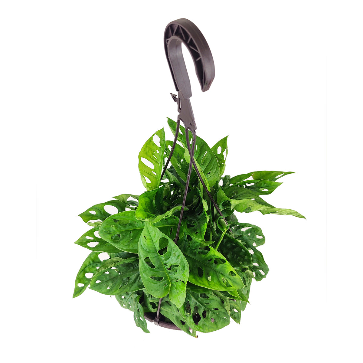 Swiss Cheese plant, Monstera adansonii, Monstera plant, plant with lacy leaves, best air-purifying plant, vining Monstera for hanging baskets 