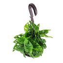 Swiss Cheese plant, Monstera adansonii, Monstera plant, plant with lacy leaves, best air-purifying plant, vining Monstera for hanging baskets 