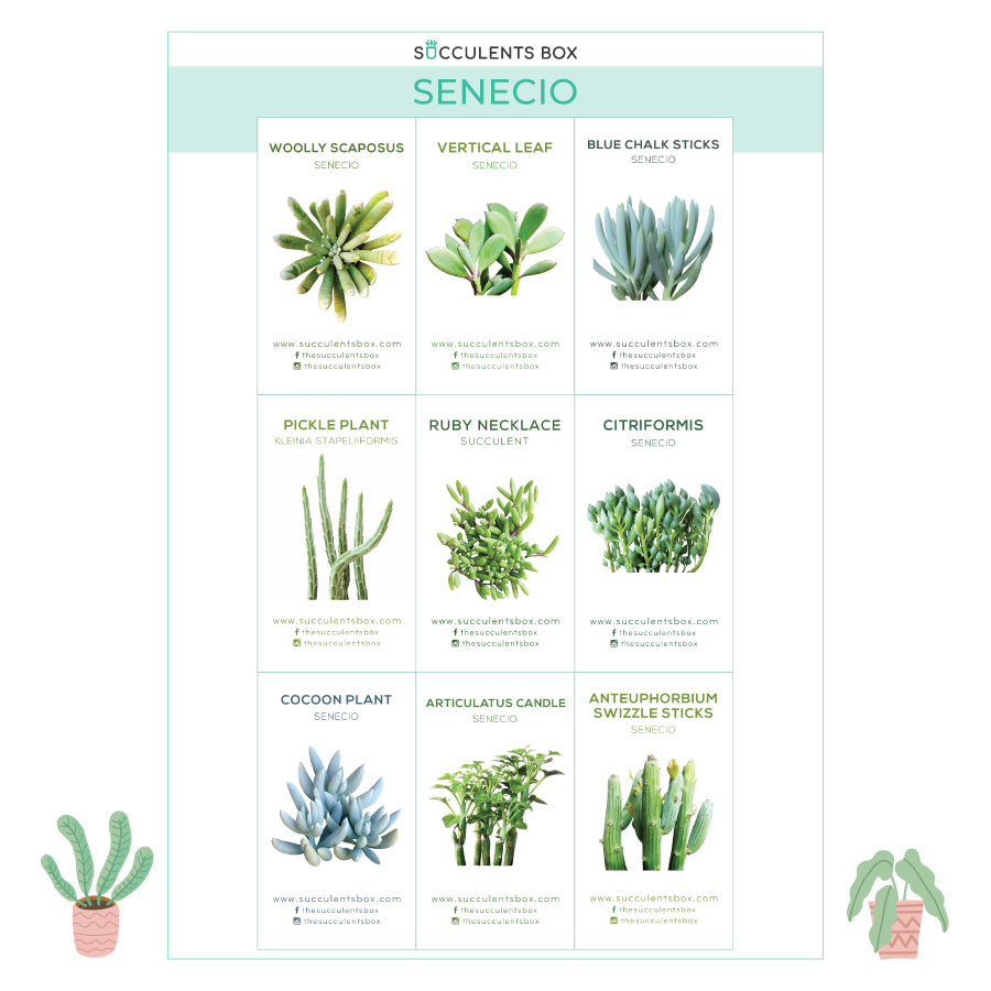 plant identifier succulent Free Printable Succulent ID Cards - Succulent Gift Ideas