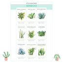Succulent ID Cards for sale, Airplant ID Cards for sale, Succulent Care Cards, ID Cards for Specific Succulents, Identifying Types of Succulents, Types of Succulent Plants, How to identify Types of succulents, Succulents Gift Ideas, How to care for Types of Succulents