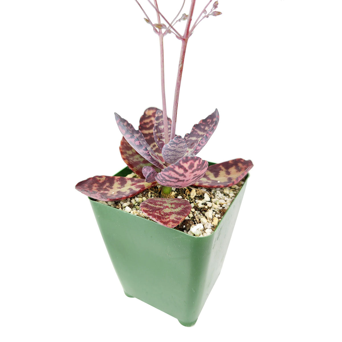 kalanchoe humilis, kalanchoe humilis succulent, kalanchoe tiger, kalanchoe tiger, indoor succulents, succulents garden, how to grow succulents, succulent care guide, Succulents, Rare succulents, monthly succulents, succulent care, Kalanchoe humilis in California, How to grow Kalanchoe Hulimis