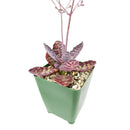 kalanchoe humilis, kalanchoe humilis succulent, kalanchoe tiger, kalanchoe tiger, indoor succulents, succulents garden, how to grow succulents, succulent care guide, Succulents, Rare succulents, monthly succulents, succulent care, Kalanchoe humilis in California, How to grow Kalanchoe Hulimis