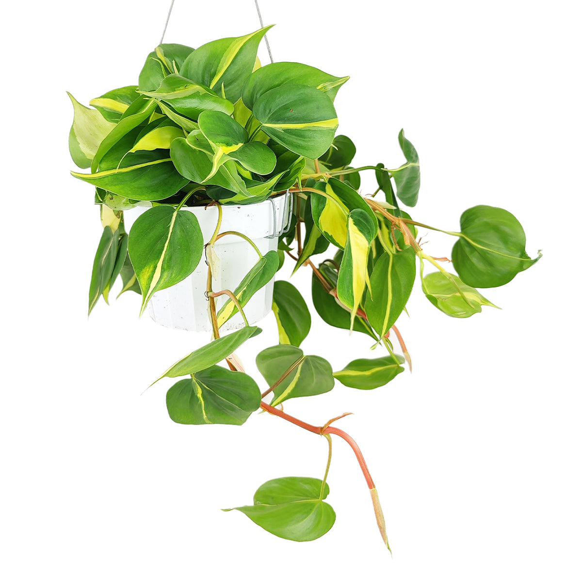 Philodendron hederaceum Brasil, how to care for Philodendron Cordatum Brasil, variegated trailing plant, easy care air-purifying houseplant, medium to bright light Philodendron, yellow and green foliage