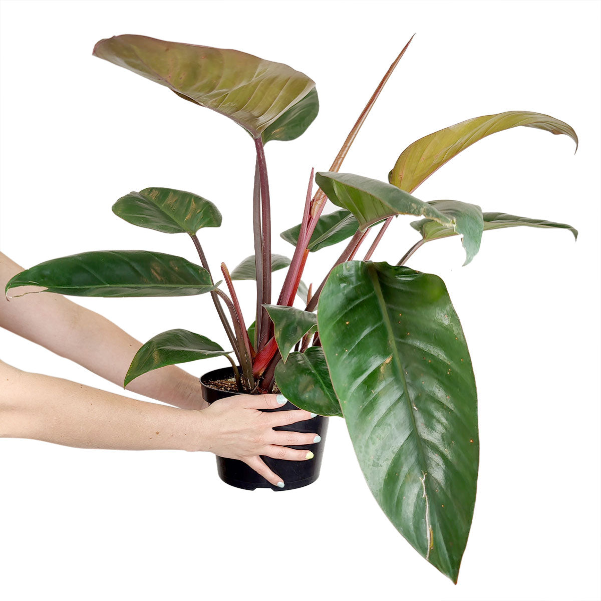 philodendron congo emerald Philodendron Red Congo - Colorful foliage air-purifying houseplant