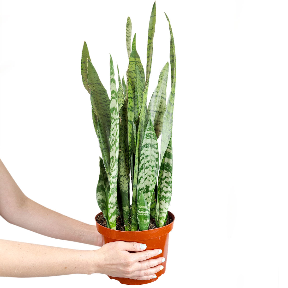 sansevieria abyssinica Snake Plant Sansevieria Zeylanica