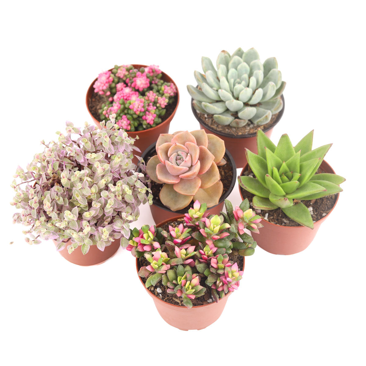 Succulent Plant Gift Ideas For Valentine&#39;s Day, Valentine&#39;s Day Succulent Delivery, Where to Buy Succulents for Valentine, Wedding rosette succulents for sale, Succulent assorted pack perfect for weddings, Buy asorted succulents for wedding favors