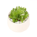 Live 2&quot; Succulent with 3&quot; Minimalistic Pot, Unique Succulent Gift Ideas, Succulent in white ceramic pots, Succulent Decor Ideas, 2 inch succulent pots for sale