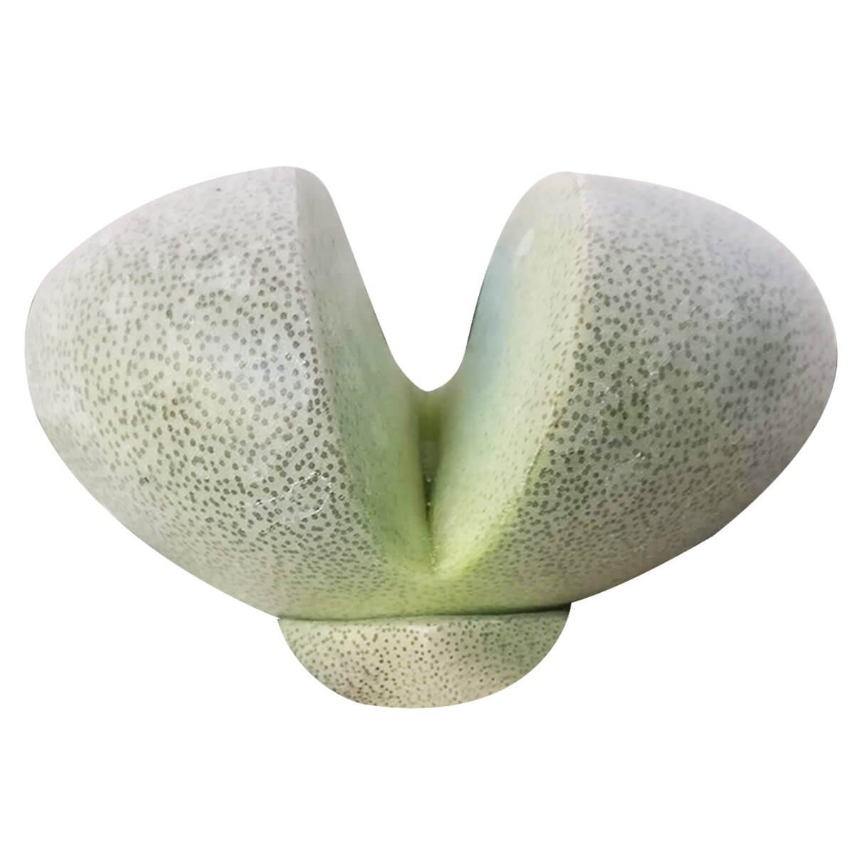 planet succulent Split Rock Pleiospilos nelii for Sale