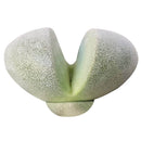 Pleiospilos nelii in California, How to grow Pleiospilos nelii, rare succulents, rare succulents for sale, unique succulents, buy succulents online, rare succulent, succulent shop, unusual succulents, succulent store, succulents online