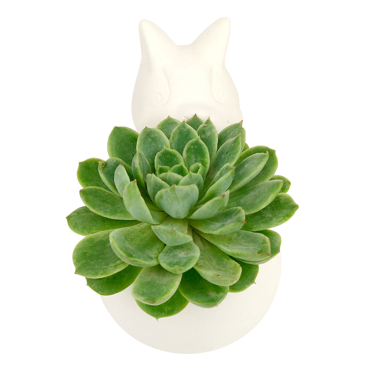 DIY Ceramic Kitty Pot for sale, White Ceramic Cat Planter Pot, Unique Succulent Gift, craft supplies, cat shaped planter pot, succulent pot plant pot DIY pot