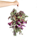 How to care for Tradescantia Zebrina, the most colorful trailing houseplant, bright light houseplant, variegated foliage, easy care houseplants, best place to buy house plants online