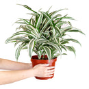Dracaena Warneckii, Dracaena deremensis, popular houseplant for home and office, low light houseplant, best air-purifying plant, Large HousePlant for Sale
