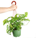 Swiss Cheese plant, Monstera adansonii, Monstera plant, plant with lacy leaves, best air-purifying plant, vining Monstera for hanging baskets 