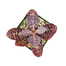 kalanchoe humilis, kalanchoe humilis succulent, kalanchoe tiger, kalanchoe tiger, indoor succulents, succulents garden, how to grow succulents, succulent care guide, Succulents, Rare succulents, monthly succulents, succulent care, Kalanchoe humilis in California, How to grow Kalanchoe Hulimis