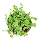 4 inch String of turtles plant in terracotta pot for sale, Buy trailing houseplant for home office decor