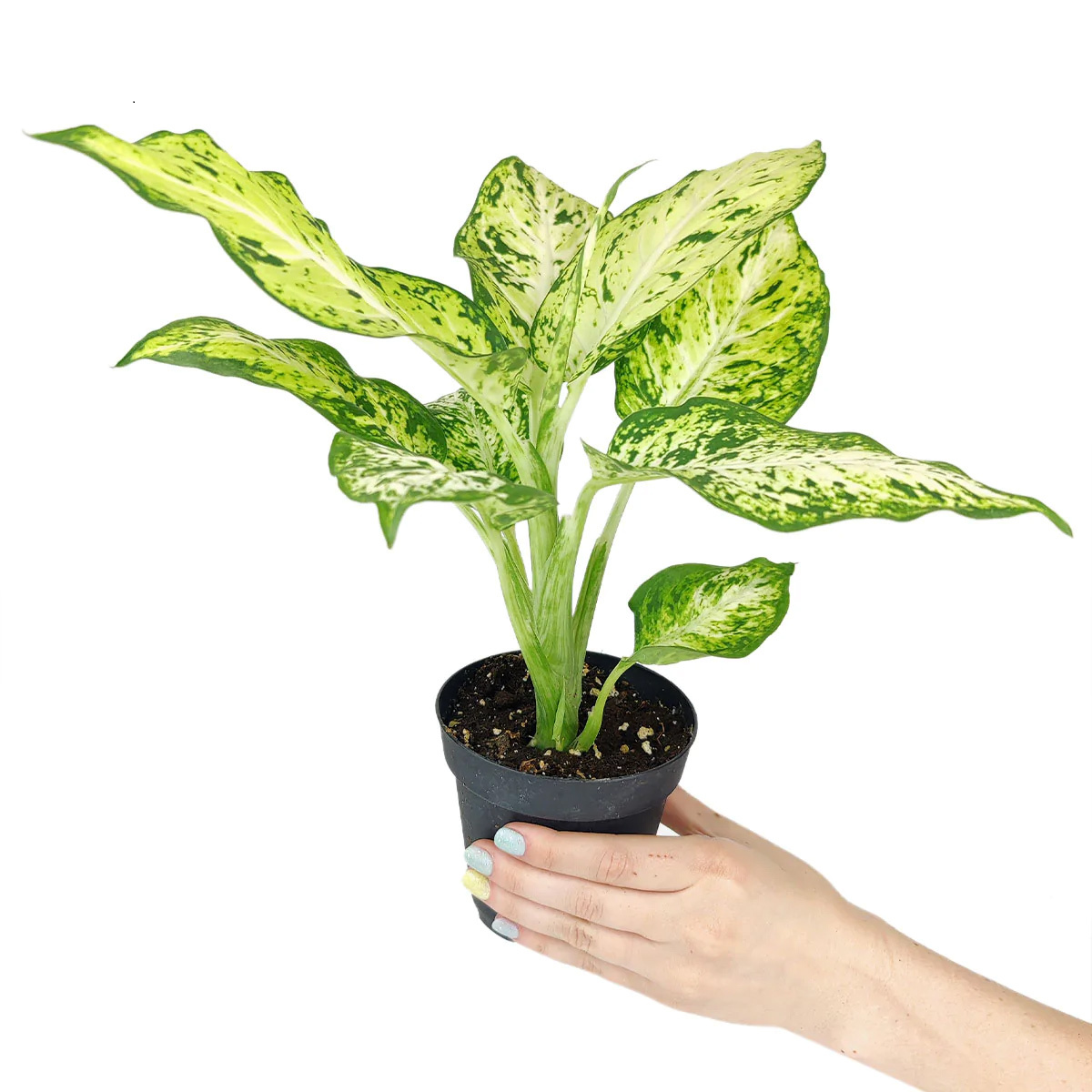 houseplants with colorful foliage, Dumb Cane Amy light and watering requirements