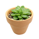 Lime Green Echeveria Succulent Plant, Rosettes Succulent, Thanksgiving succulents gift, Easter succulents idea, Growing succulents for thanksgiving, echeveria, echeveria succulent