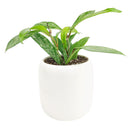 hoya pubicalyx, hoya silver pink, hoya pink silver bloom, hoya pink silver flower, silver pink hoya, hoya pubicalyx ‘pink silver’, hoya pubicalyx pink silver, hoya pubicalyx for sale, hoya pubicalyx silver pink, hoya pink and silver, houseplants, houseplants for sale