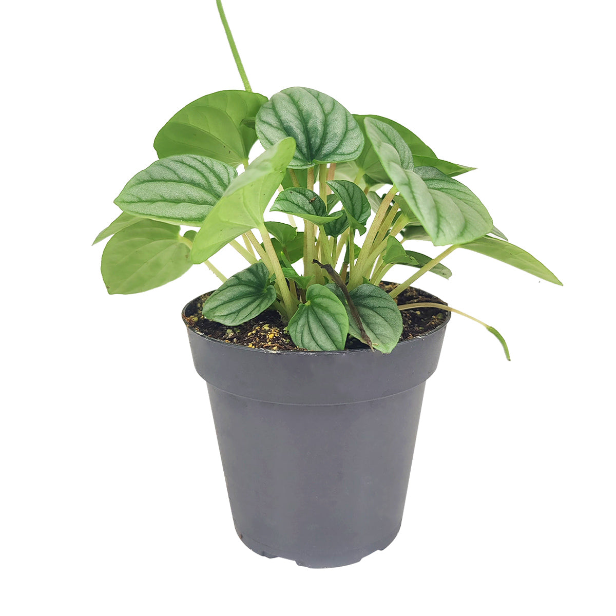 Peperomia caperata Frost, stunning unique foliage houseplant, silver green foliage plant, compact plant for small spaces and table tops, easy care medium to bright light houseplant