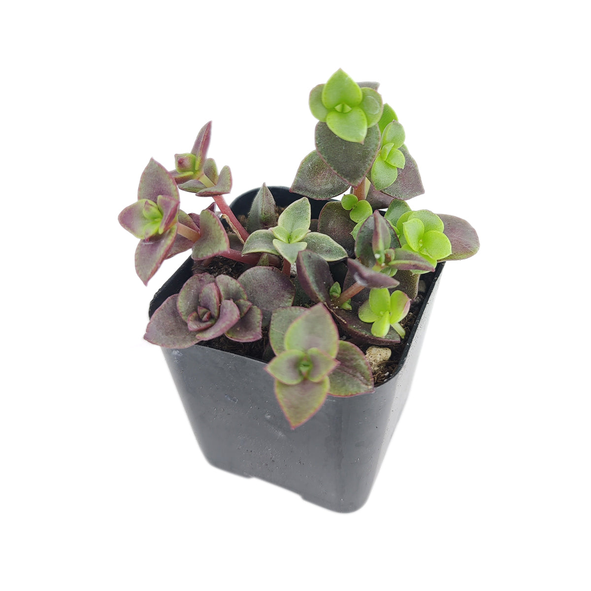 Calico kitten crassula for sale, Rare succulents, crassula varieties, succulent gift ideas, houseplant for home and office