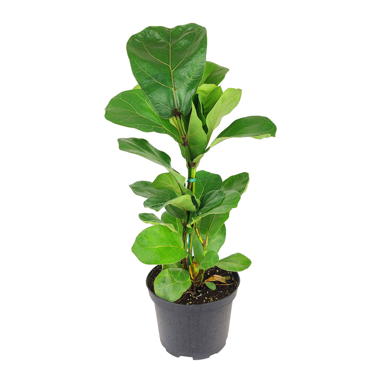 How to care for Ficus Lyrata, Fiddle Leaf Fig, tall air-purifying houseplant, medium and bright light houseplant for homes and offices