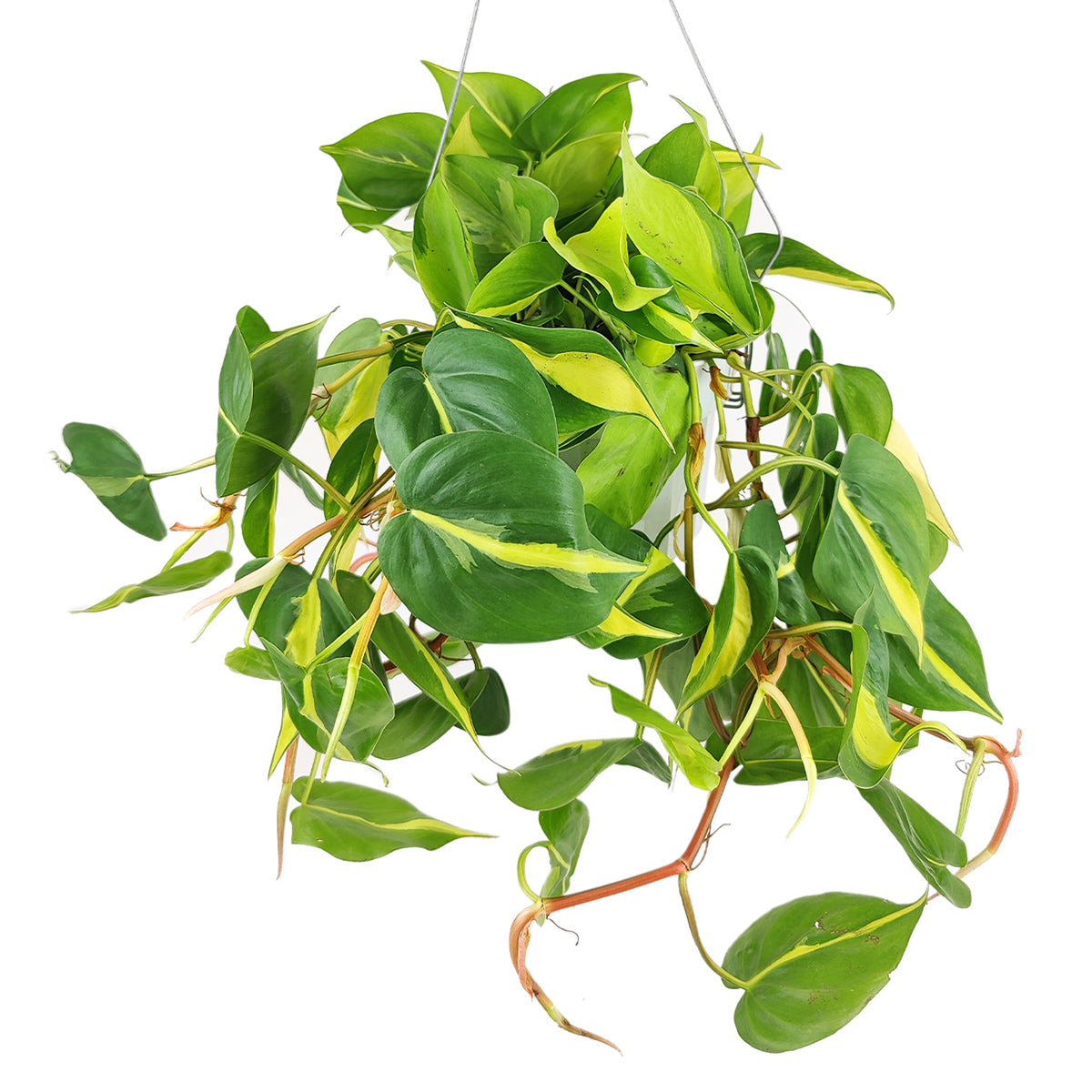 Philodendron hederaceum Brasil, how to care for Philodendron Cordatum Brasil, variegated trailing plant, easy care air-purifying houseplant, medium to bright light Philodendron, yellow and green foliage