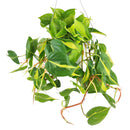 variegated trailing plant, easy care air-purifying houseplant, Philodendron hederaceum Brasil, how to care for Philodendron Cordatum Brasil, medium to bright light Philodendron, yellow and green foliage